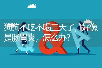 狗狗不吃不喝三天了，好像是肠胃炎，怎么办？