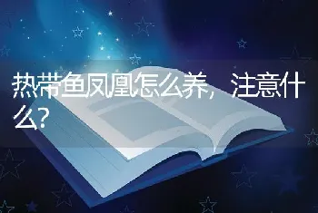 热带鱼凤凰怎么养，注意什么？