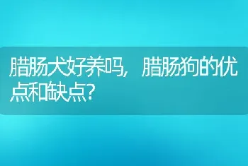 腊肠犬好养吗，腊肠狗的优点和缺点？