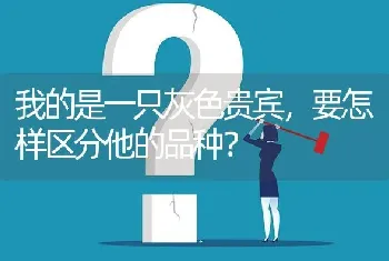 我的是一只灰色贵宾，要怎样区分他的品种？