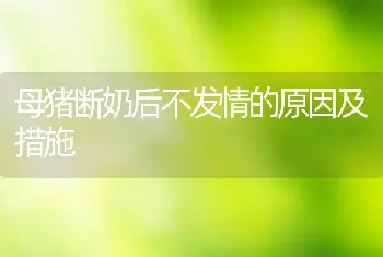 母猪断奶后不发情的原因及措施