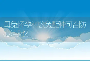 母兔怀孕和公兔配种可否防疫注射？