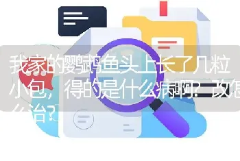 我家的鹦鹉鱼头上长了几粒小包，得的是什么病啊？改怎么治？