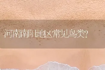 河南南阳地区常见鸟类？