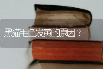 黑猫毛色发黄的原因？