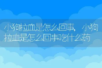 小狗拉血是怎么回事，小狗拉血是怎么回事吃什么药