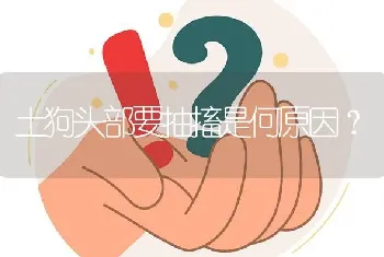 土狗头部要抽搐是何原因？