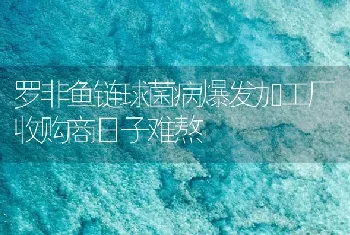 罗非鱼链球菌病爆发加工厂收购商日子难熬