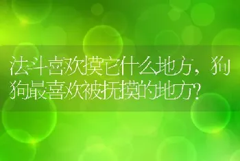 法斗喜欢摸它什么地方，狗狗最喜欢被抚摸的地方？