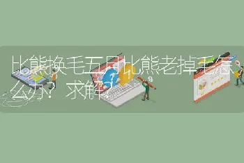 比熊换毛五月比熊老掉毛怎么办?求解？