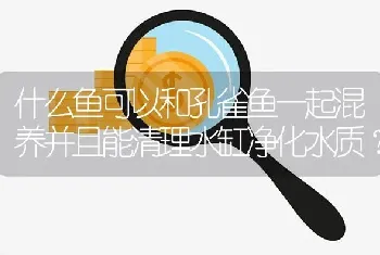 什么鱼可以和孔雀鱼一起混养并且能清理水缸净化水质？