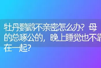 牡丹鹦鹉不亲密怎么办?母的总啄公的，晚上睡觉也不靠在一起？