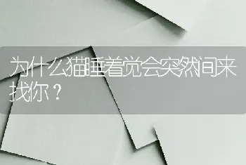 为什么猫睡着觉会突然间来找你？