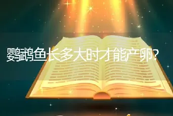 鹦鹉鱼长多大时才能产卵？