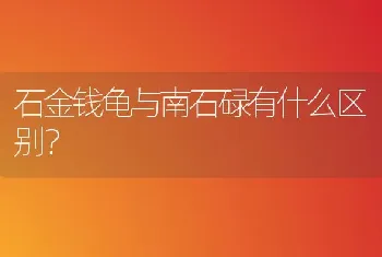 石金钱龟与南石碌有什么区别？