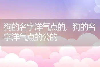 狗的名字洋气点的，狗的名字洋气点的公的