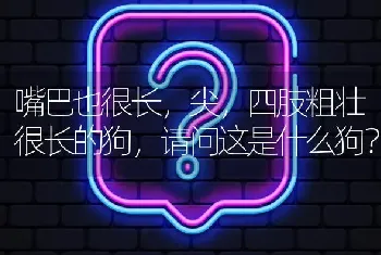 嘴巴也很长，尖，四肢粗壮很长的狗，请问这是什么狗？