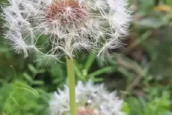 可以喂猪的三种野草一定要知道