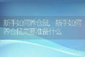 新手如何养仓鼠，新手如何养仓鼠需要准备什么