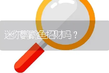 迷你鹦鹉鱼招财吗？