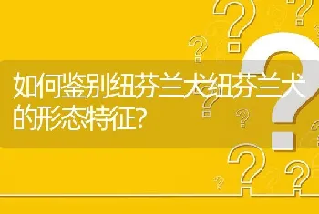 如何鉴别纽芬兰犬纽芬兰犬的形态特征？