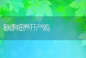 秋季细养开产鸡