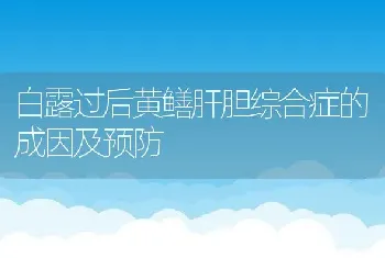 白露过后黄鳝肝胆综合症的成因及预防