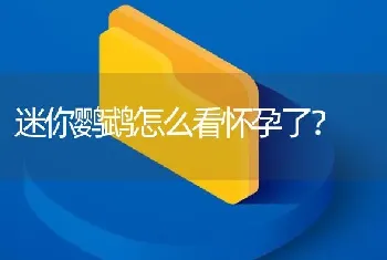 迷你鹦鹉怎么看怀孕了？