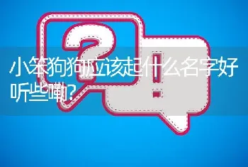 小笨狗狗应该起什么名字好听些嘞？