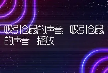 吸引仓鼠的声音，吸引仓鼠的声音 播放