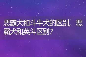 恶霸犬和斗牛犬的区别，恶霸犬和英斗区别？