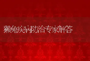 獭兔疾病防治专家解答