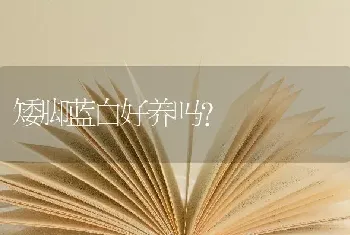 矮脚蓝白好养吗？