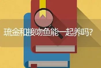 琉金和接吻鱼能一起养吗？