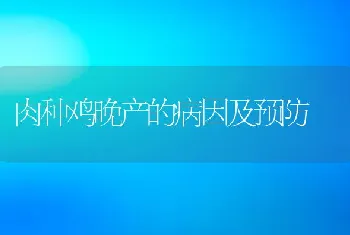 肉种鸡晚产的病因及预防