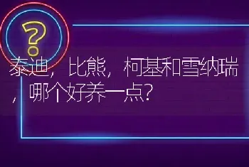 泰迪，比熊，柯基和雪纳瑞，哪个好养一点？