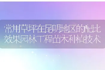 常用草坪在昆明地区的配比效果园林工程苗木种植技术