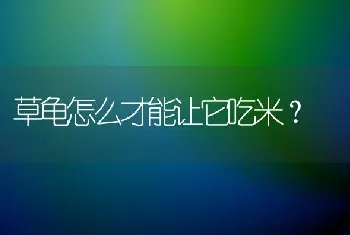 狗咬鸡鸭怎么办？