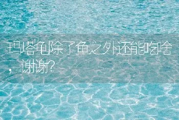 玛塔龟除了鱼之外还能吃啥，谢谢？