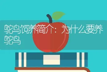 鸵鸟饲养简介：为什么要养鸵鸟