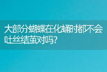 大部分蝴蝶在化蛹时都不会吐丝结茧对吗？