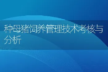 种母猪饲养管理技术考核与分析