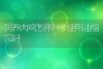 饲养肉鸡怎样科学使用油脂饲料