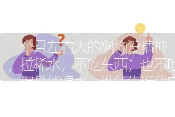 怎么教狗狗大小便？