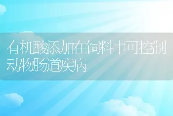 有机酸添加在饲料中可控制动物肠道疾病