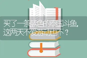 买了一条蓝色的泰国斗鱼，这两天不爱游动也不？