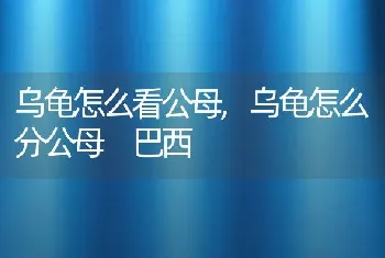 乌龟怎么看公母，乌龟怎么分公母 巴西