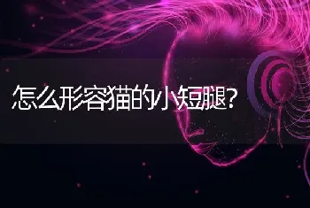 怎么形容猫的小短腿？