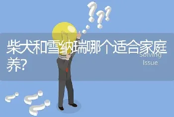 柴犬和雪纳瑞哪个适合家庭养？