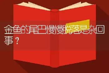 金鱼的尾巴慢慢脱落是杂回事？